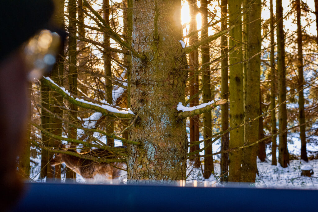 Wald mit Schnee und tiefstehender Sonne symbolisiert kaltes Wetter