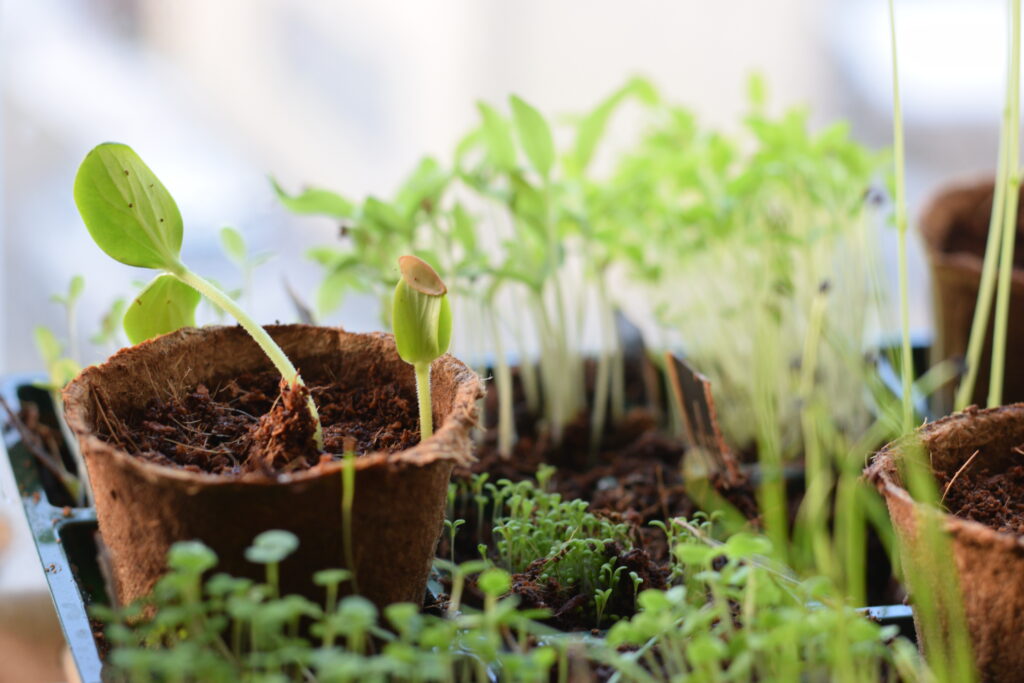 Jungpflanzen Anzucht