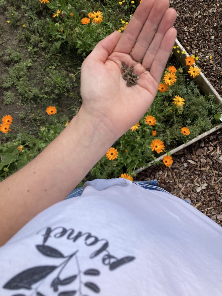 Samen sammeln von Ringelblumen im Garten Beet