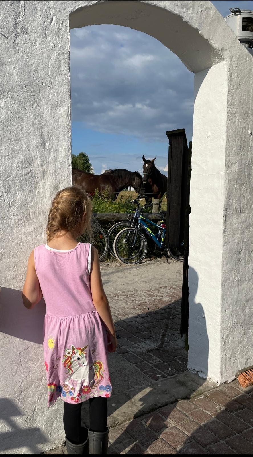 Pferde auf Hiddensee